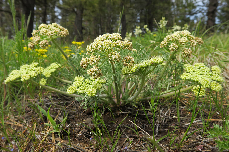 big-seed biscuitroot (Lomatium macrocarpum) [Isqúulktpe Creek Viewpoint, Umatilla County, Oregon]