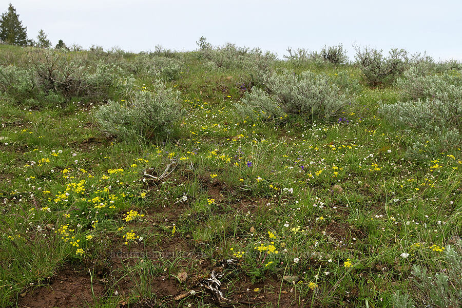 sagebrush & wildflowers (Artemisia tridentata, Lomatium sp., Allium fibrillum, Delphinium nuttallianum) [Isqúulktpe Creek Viewpoint, Umatilla County, Oregon]