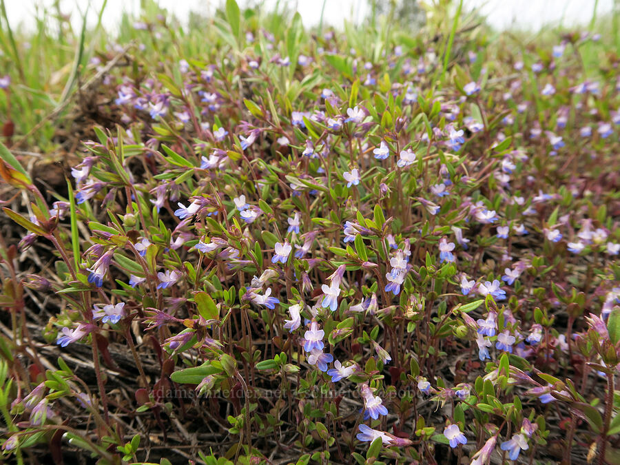 small-flowered blue-eyed-Mary (Collinsia parviflora) [Isqúulktpe Creek Viewpoint, Umatilla County, Oregon]