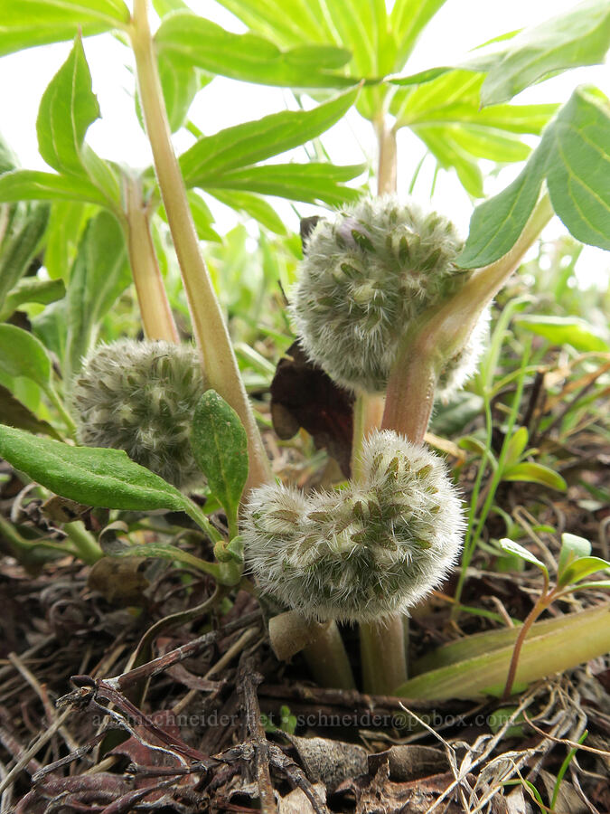 ball-head waterleaf, budding (Hydrophyllum capitatum var. capitatum) [Isqúulktpe Creek Viewpoint, Umatilla County, Oregon]