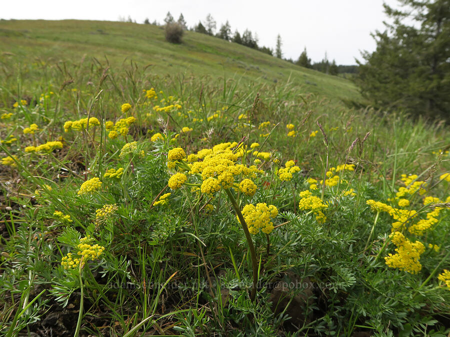 cous biscuitroot (Lomatium cous) [Isqúulktpe Creek Viewpoint, Umatilla County, Oregon]