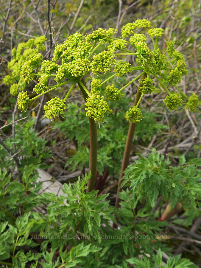 fern-leaf desert parsley (Lomatium dissectum var. dissectum) [Isqúulktpe Creek Viewpoint, Umatilla County, Oregon]