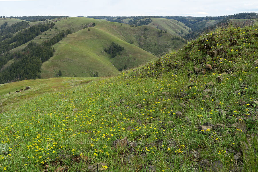 wildflowers [Isqúulktpe Creek Viewpoint, Umatilla County, Oregon]