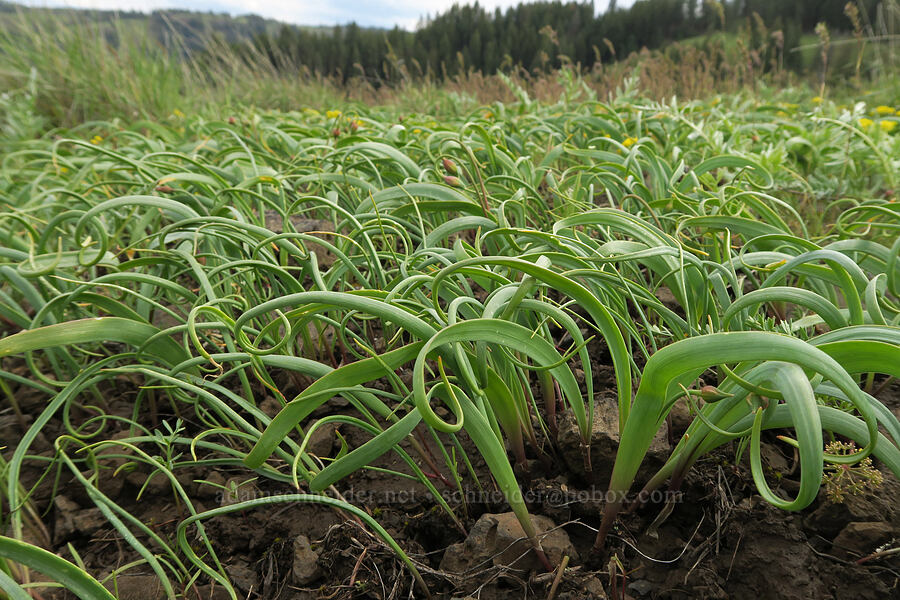 onion leaves (Allium sp.) [Isqúulktpe Creek Viewpoint, Umatilla County, Oregon]