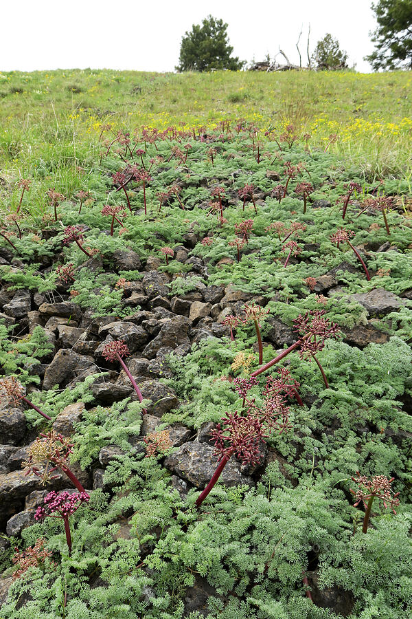 John Day desert parsley in a rock runnel (Lomatium minus) [Isqúulktpe Creek Viewpoint, Umatilla County, Oregon]