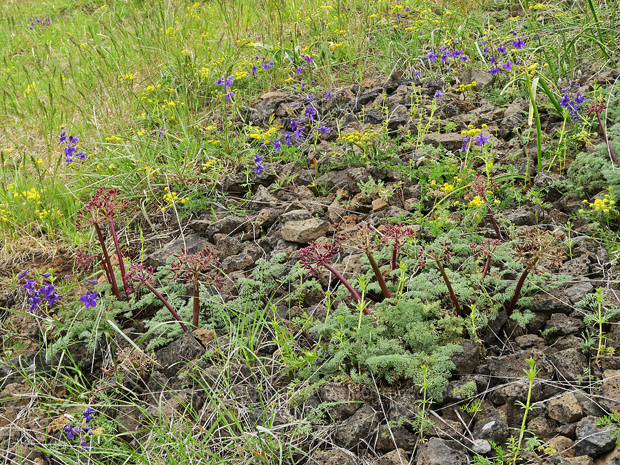 wildflowers (Lomatium minus, Lomatium ambiguum, Delphinium nuttallianum, Galium sp.) [Isqúulktpe Creek Viewpoint, Umatilla County, Oregon]