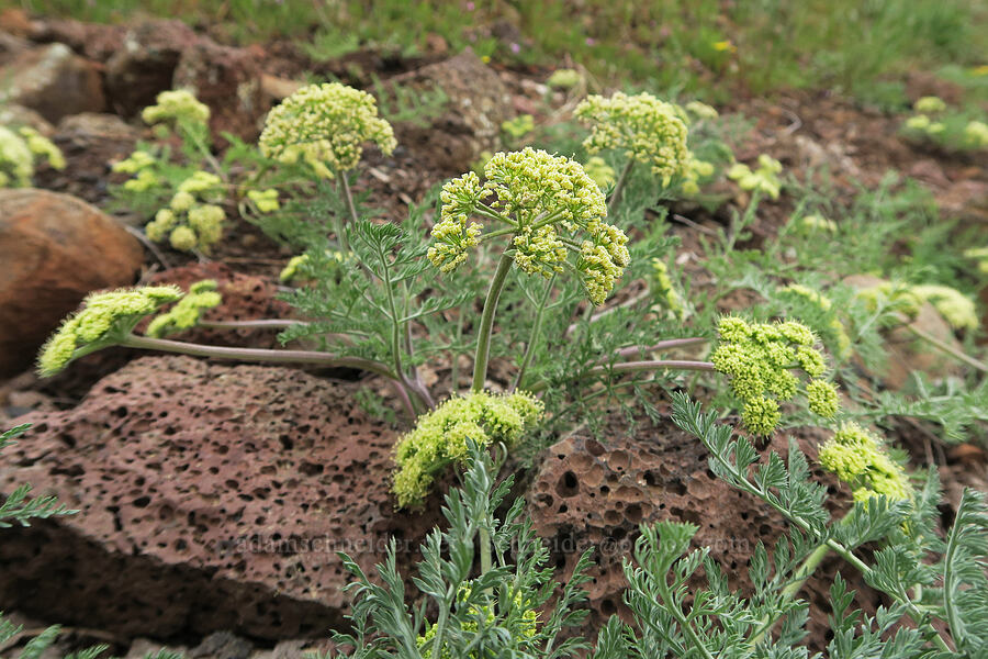 big-seed biscuitroot (Lomatium macrocarpum) [Emigrant Hill, Umatilla County, Oregon]