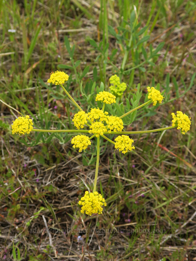 desert parsley (Lomatium sp.) [Cabbage Hill Westbound Viewpoint, Umatilla County, Oregon]