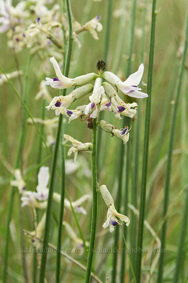 Idaho milk-vetch (Astragalus conjunctus) [Lake Simtustus Trail, Jefferson County, Oregon]