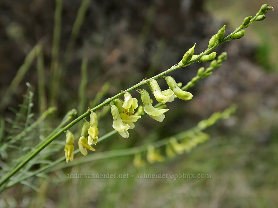 thread-stalk milk-vetch (Astragalus filipes) [Lake Simtustus Trail, Jefferson County, Oregon]