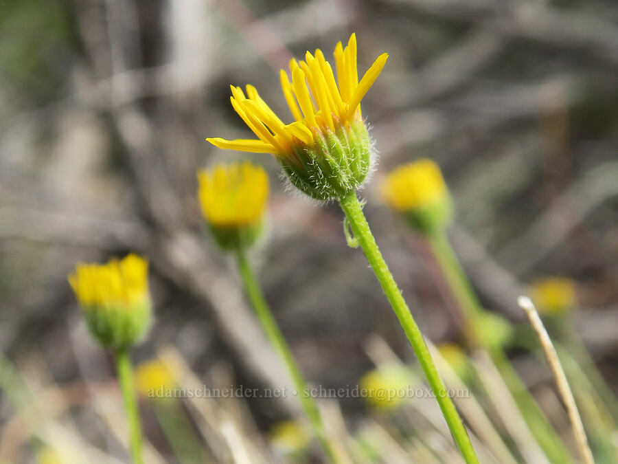 desert yellow daisies/fleabane (Erigeron linearis) [Lake Simtustus Trail, Jefferson County, Oregon]
