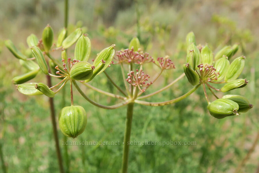 pungent desert parsley, going to seed (Lomatium papilioniferum (Lomatium grayi)) [Lake Simtustus Trail, Jefferson County, Oregon]