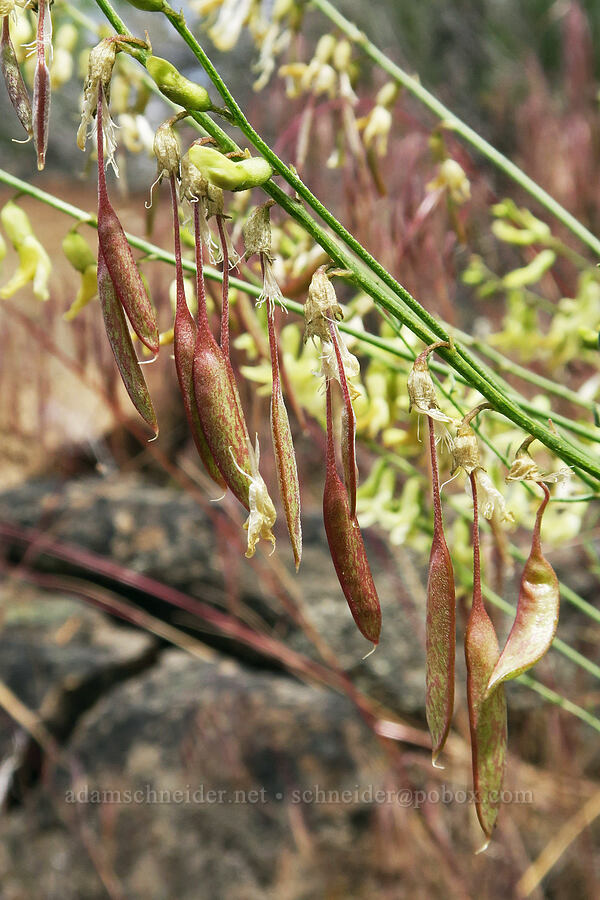 thread-stalk milk-vetch pods (Astragalus filipes) [Lake Simtustus Trail, Jefferson County, Oregon]