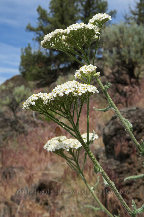 yarrow (Achillea millefolium) [Lake Simtustus Trail, Jefferson County, Oregon]