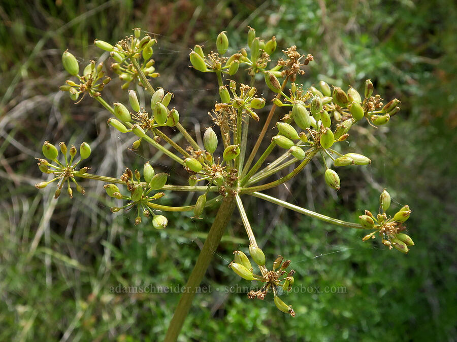 fern-leaf desert parsley, going to seed (Lomatium multifidum (Lomatium dissectum var. multifidum)) [Trout Creek Trail, Jefferson County, Oregon]