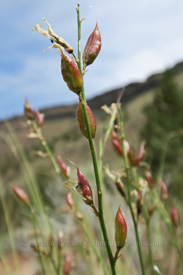 Idaho milk-vetch seed pods (Astragalus conjunctus) [Trout Creek Trail, Jefferson County, Oregon]