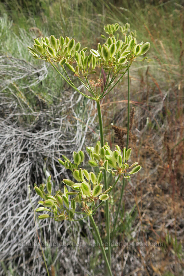 nine-leaf desert parsley, going to seed (Lomatium triternatum) [Trout Creek Trail, Jefferson County, Oregon]