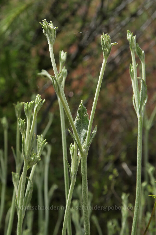 snow buckwheat, budding (Eriogonum niveum) [Trout Creek Trail, Jefferson County, Oregon]