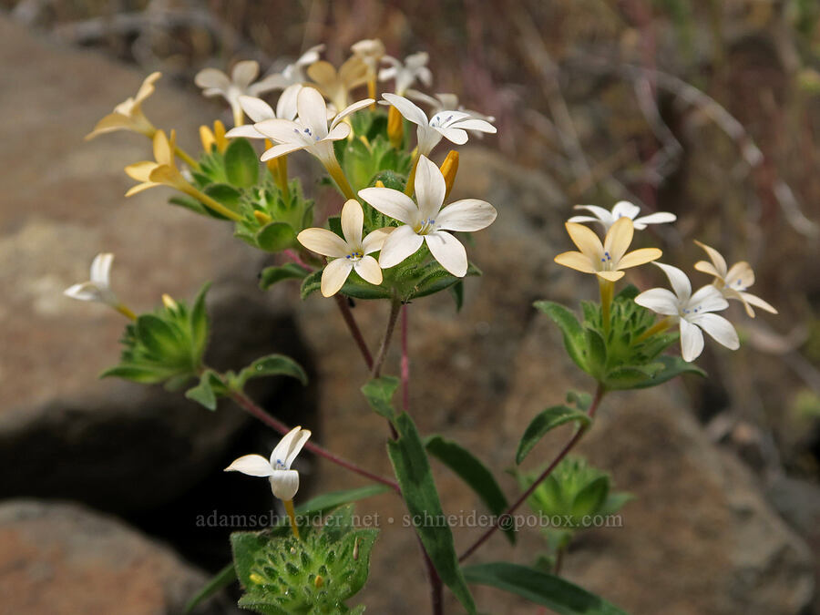 grand collomia (Collomia grandiflora) [Trout Creek Trail, Jefferson County, Oregon]