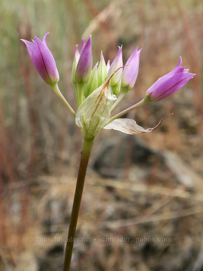 taper-tip onion (Allium acuminatum) [Trout Creek Climbing Area, Jefferson County, Oregon]