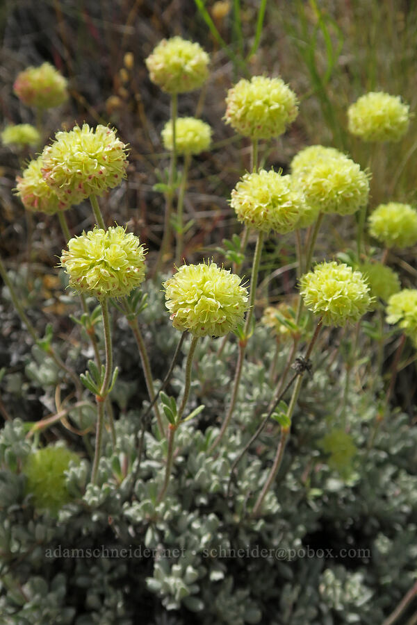scabland wild buckwheat (Eriogonum sphaerocephalum var. sublineare (Eriogonum douglasii var. tenue)) [Trout Creek Climbing Area, Jefferson County, Oregon]