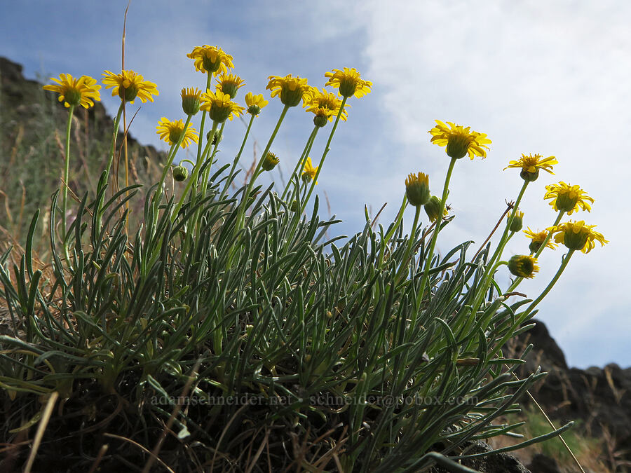 desert yellow daisies/fleabane (Erigeron linearis) [Trout Creek Climbing Area, Jefferson County, Oregon]