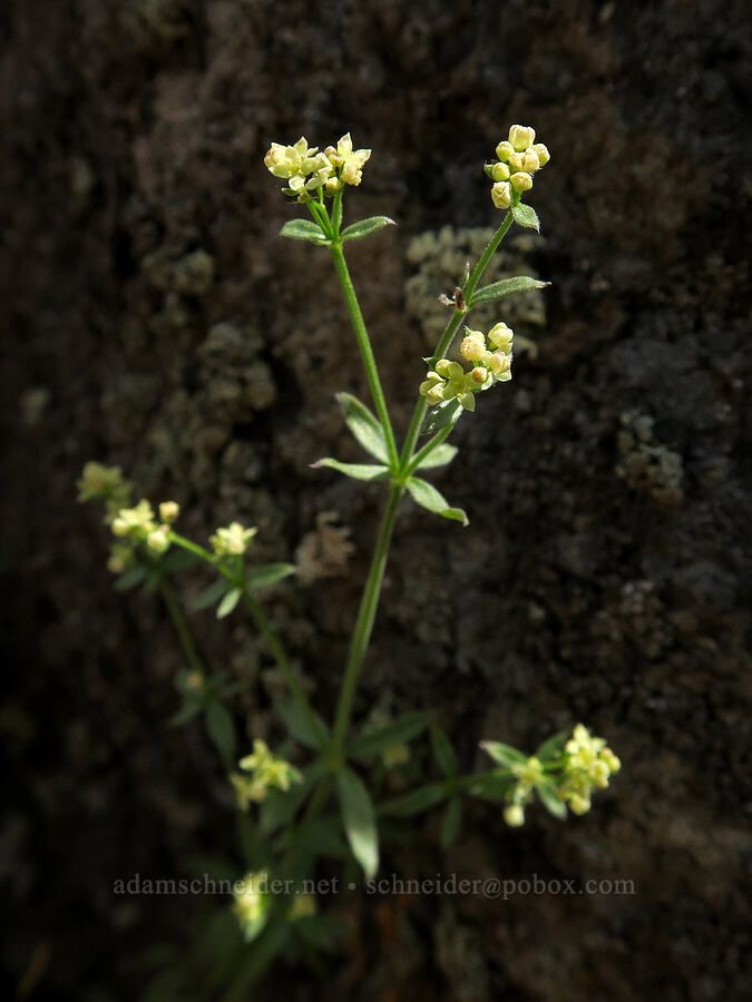 shrubby bedstraw (Galium serpenticum (Galium multiflorum)) [Trout Creek Climbing Area, Jefferson County, Oregon]