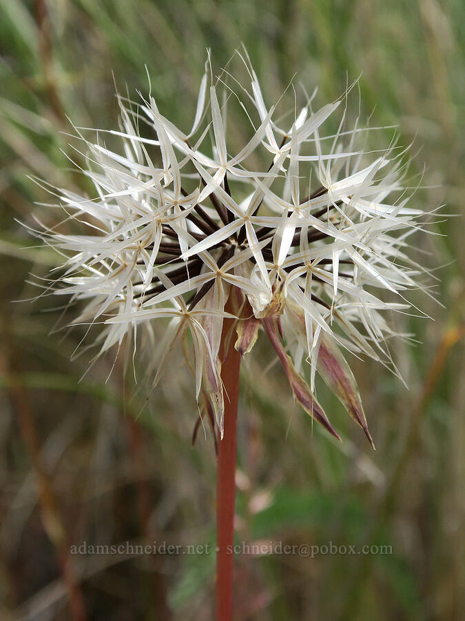 silver-puffs seeds (Uropappus lindleyi (Microseris lindleyi)) [Trout Creek Climbing Area, Jefferson County, Oregon]