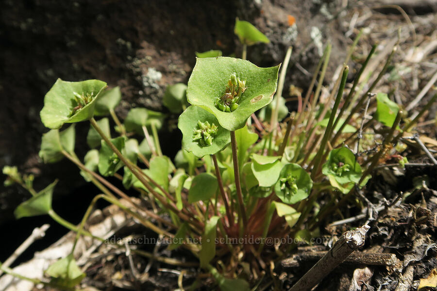 miner's lettuce (Claytonia perfoliata (Montia perfoliata)) [Trout Creek Climbing Area, Jefferson County, Oregon]