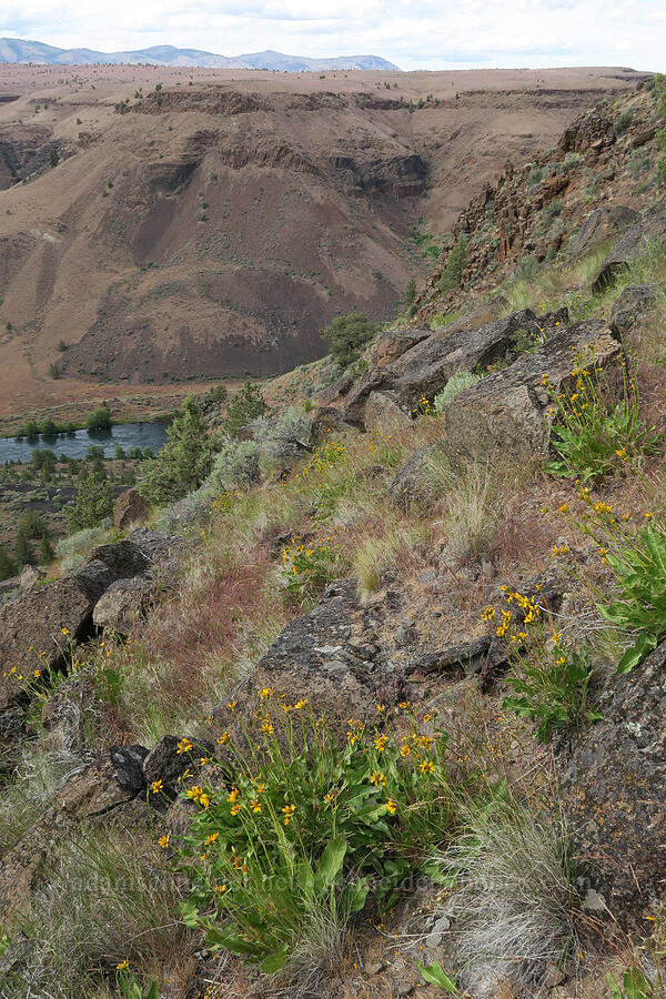 balsamroot (Balsamorhiza sp.) [Trout Creek Climbing Area, Jefferson County, Oregon]
