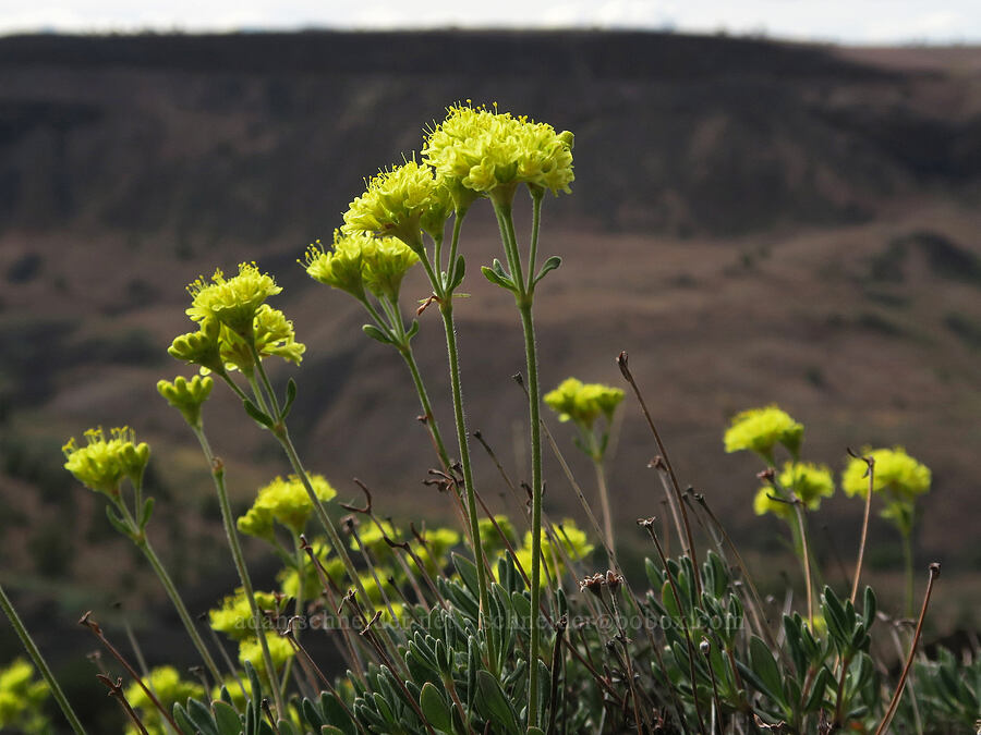 rock buckwheat (Eriogonum sphaerocephalum var. sphaerocephalum) [Trout Creek Climbing Area, Jefferson County, Oregon]