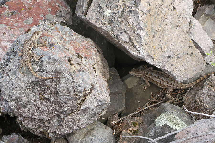 western fence lizards (Sceloporus occidentalis occidentalis) [Trout Creek Trail, Jefferson County, Oregon]