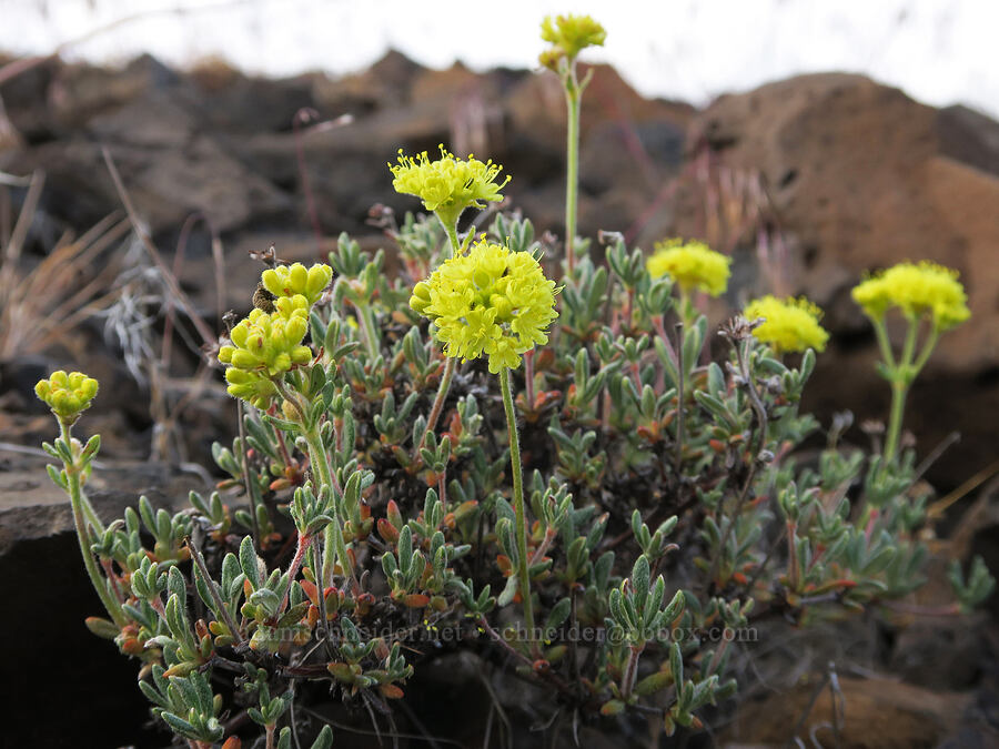 rock buckwheat (Eriogonum sphaerocephalum var. sphaerocephalum) [Quaale Road, Jefferson County, Oregon]