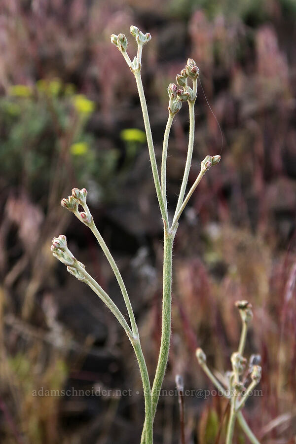 Goose Lake buckwheat, budding (Eriogonum strictum var. anserinum) [Quaale Road, Jefferson County, Oregon]