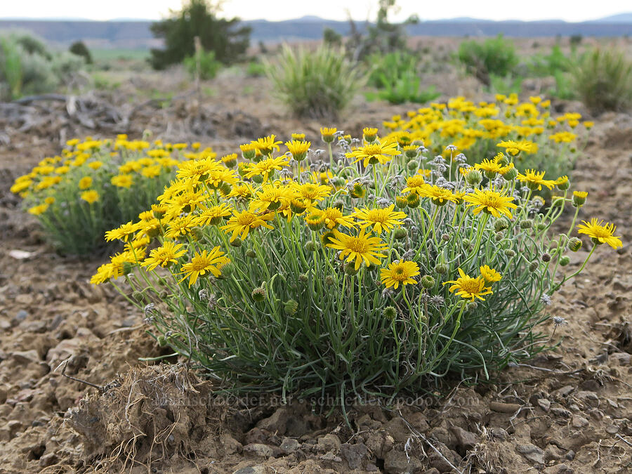 desert yellow daisies/fleabane (Erigeron linearis) [Quaale Road, Jefferson County, Oregon]