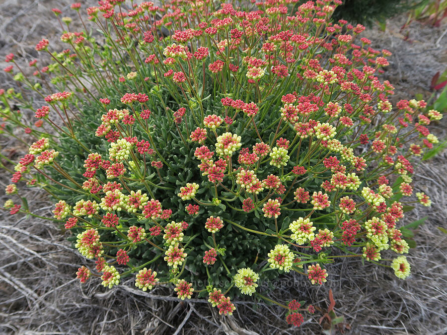 rock buckwheat (Eriogonum sphaerocephalum) [Quaale Road, Jefferson County, Oregon]