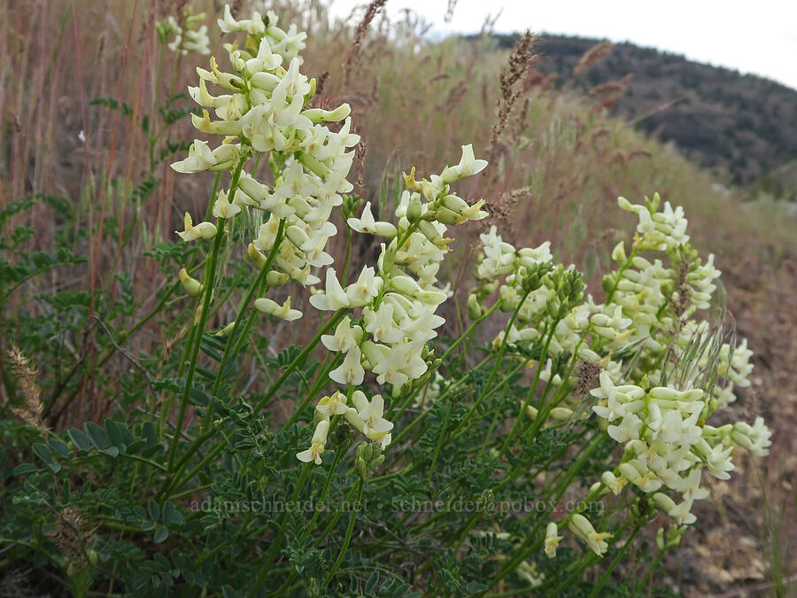 smooth curve-pod milk-vetch (Astragalus curvicarpus var. subglaber) [U.S. Highway 97, Wasco County, Oregon]