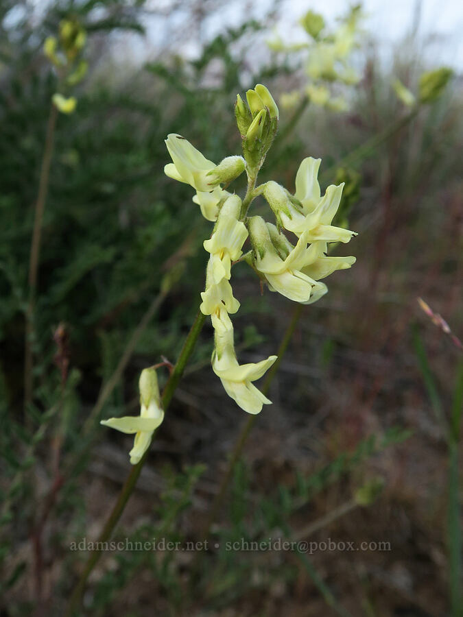 Howell's milk-vetch (Astragalus howellii) [Criterion South Trailhead, Wasco County, Oregon]