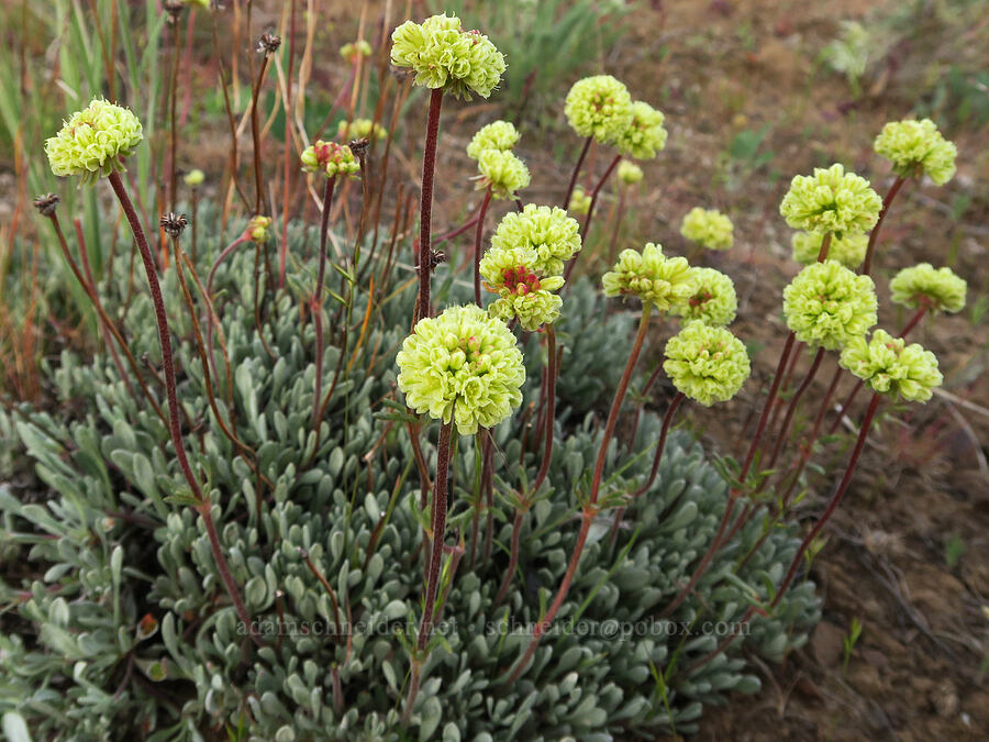 Douglas' buckwheat (Eriogonum douglasii var. douglasii) [Criterion South Trailhead, Wasco County, Oregon]