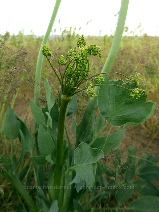 bare-stem desert parsley (Lomatium nudicaule) [Criterion South Trailhead, Wasco County, Oregon]