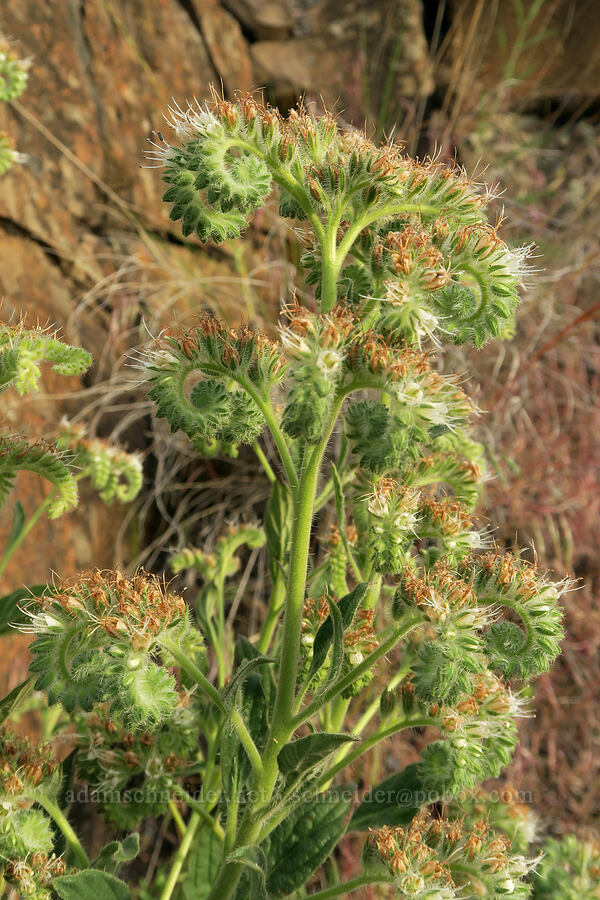 varied-leaf phacelia (Phacelia heterophylla) [U.S. Highway 197, Maupin, Wasco County, Oregon]