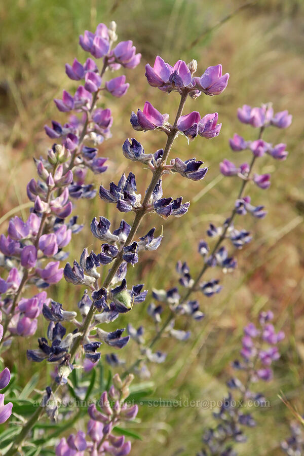 spurred lupines (Lupinus arbustus) [U.S. Highway 197, Maupin, Wasco County, Oregon]