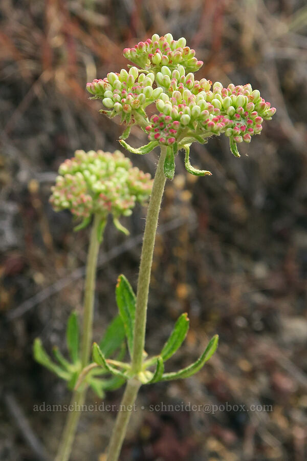 parsnip-flower buckwheat, budding (Eriogonum heracleoides) [U.S. Highway 197, Maupin, Wasco County, Oregon]