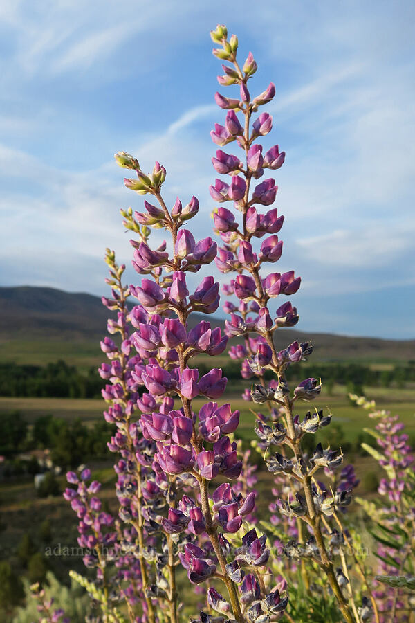 spurred lupines (Lupinus arbustus) [U.S. Highway 197, Maupin, Wasco County, Oregon]