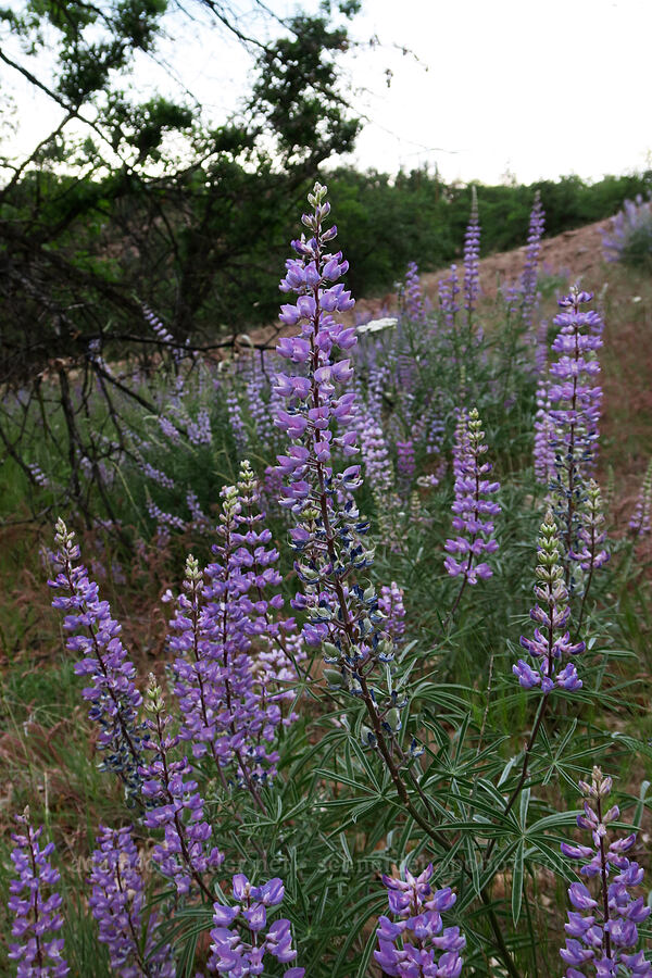 spurred lupines (Lupinus arbustus) [White River Crossing Road, Wasco County, Oregon]