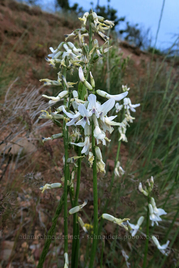 Idaho milk-vetch (Astragalus conjunctus) [White River Crossing Road, Wasco County, Oregon]