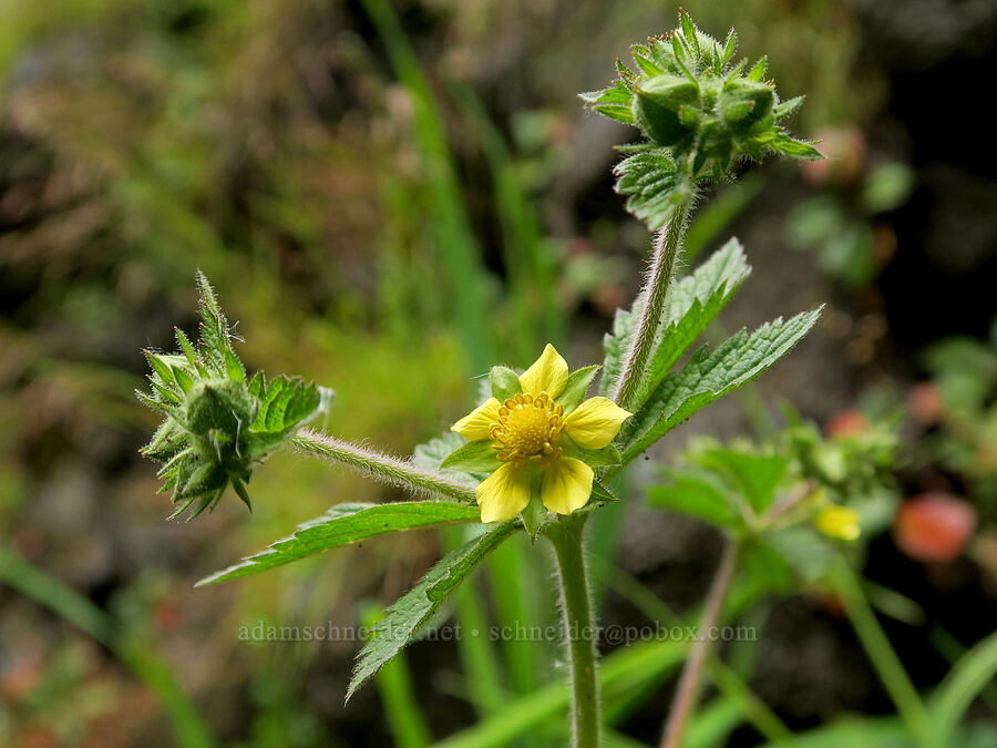 sticky cinquefoil (Drymocallis glandulosa (Potentilla glandulosa)) [Eagle Creek Trail, Columbia River Gorge, Hood River County, Oregon]