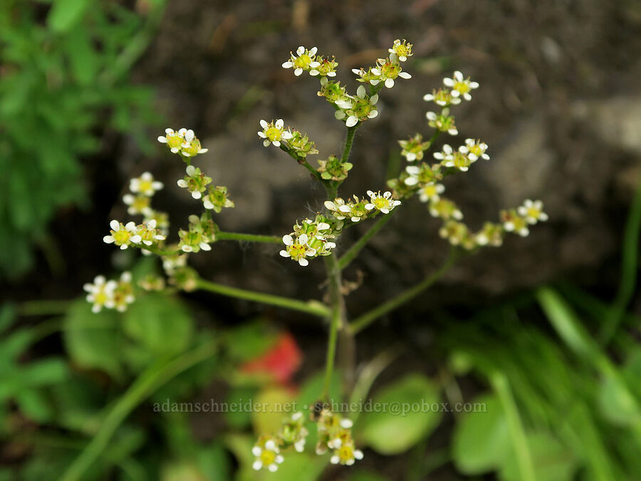 brittle-leaf saxifrage (Micranthes fragosa (Saxifraga integrifolia var. claytoniifolia)) [Eagle Creek Trail, Columbia River Gorge, Hood River County, Oregon]