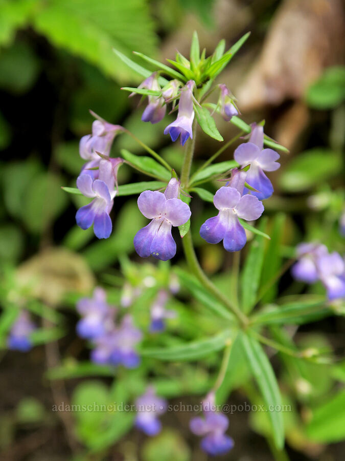 large-flowered blue-eyed-Mary (Collinsia grandiflora) [Eagle Creek Trail, Columbia River Gorge, Hood River County, Oregon]