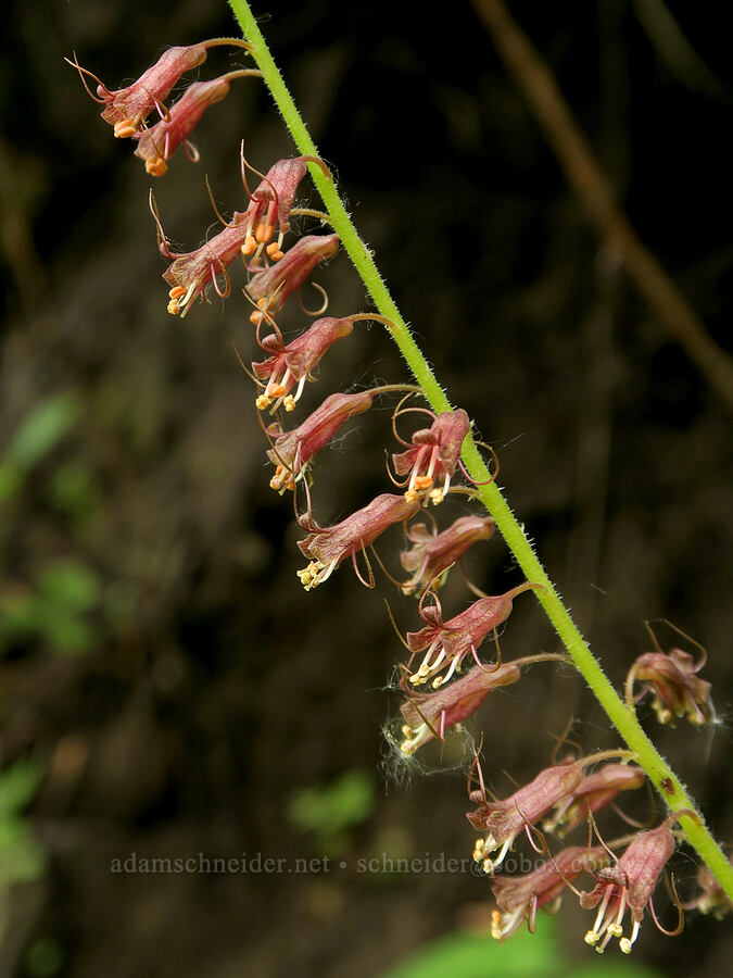 piggy-back plant (Tolmiea menziesii (Tiarella menziesii)) [Eagle Creek Trail, Columbia River Gorge, Hood River County, Oregon]